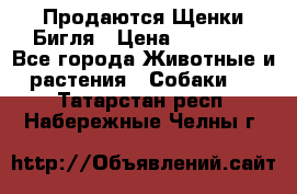 Продаются Щенки Бигля › Цена ­ 35 000 - Все города Животные и растения » Собаки   . Татарстан респ.,Набережные Челны г.